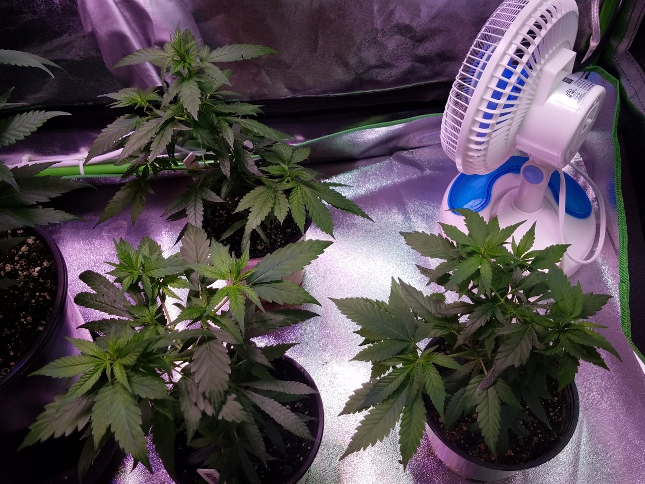 062918 Northern Lights Clones Day 38 13.jpg