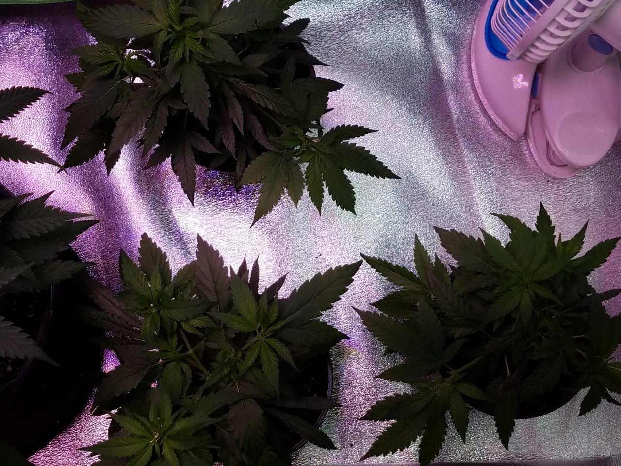 062918 Northern Lights Clones Day 38 14.jpg