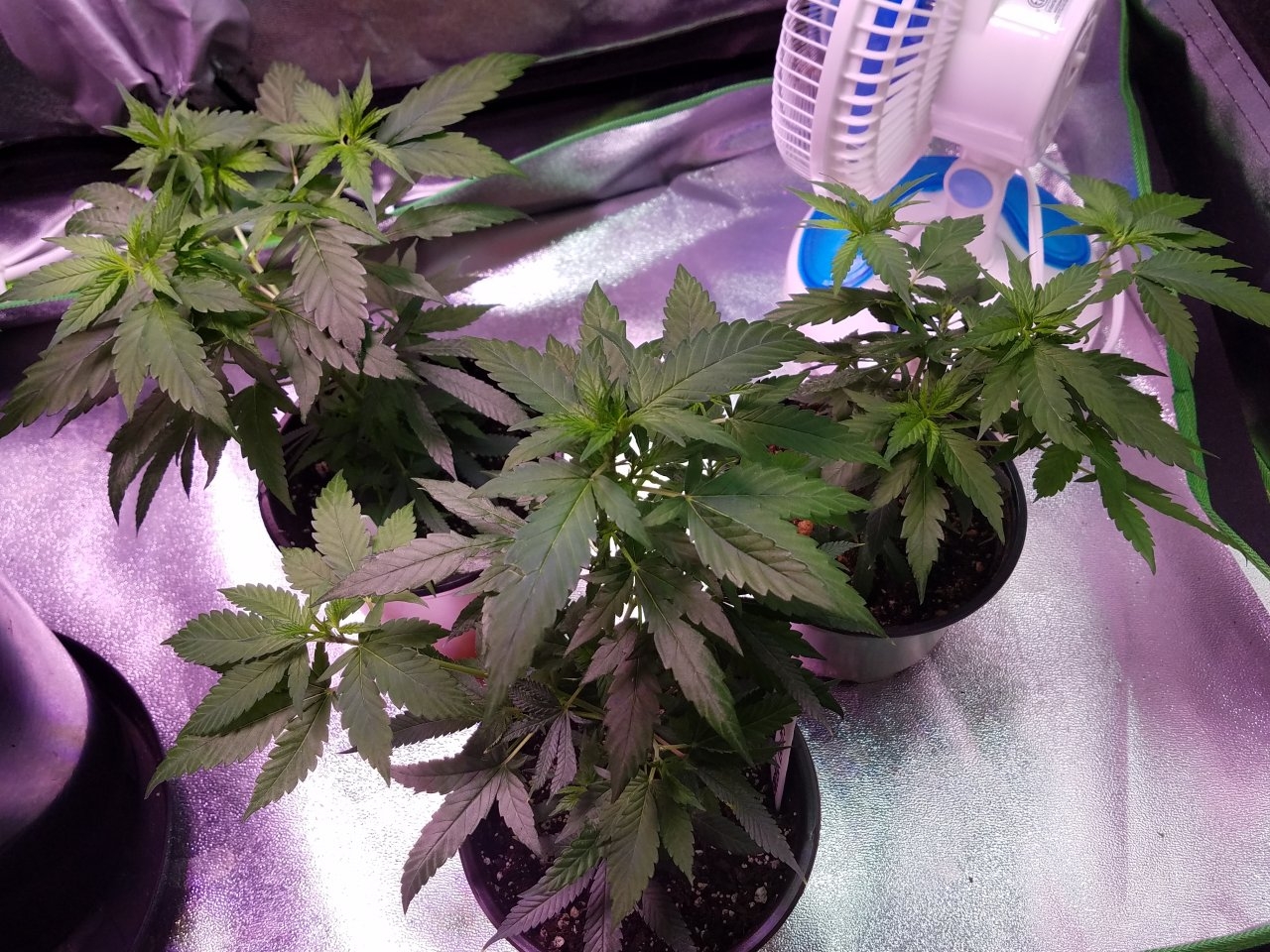 062918 Northern Lights Clones Day 38 2.jpg