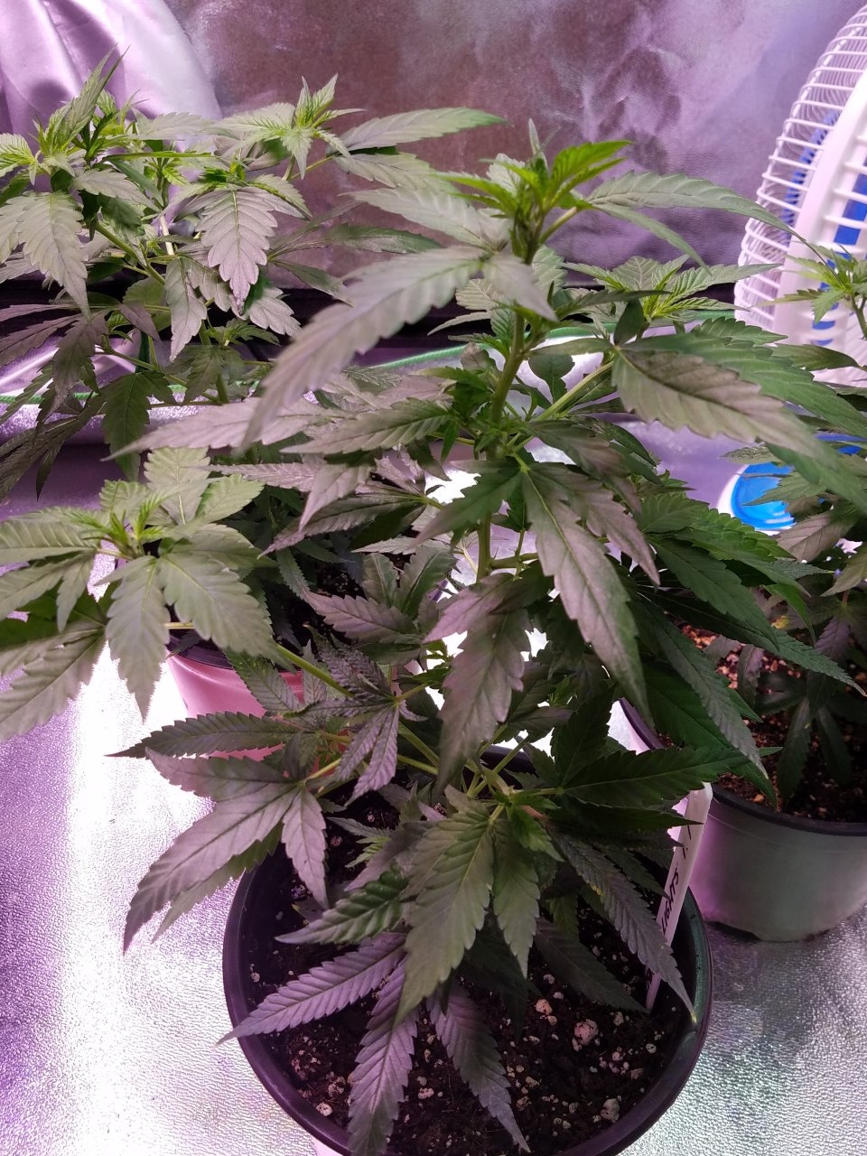 062918 Northern Lights Clones Day 38 3.jpg