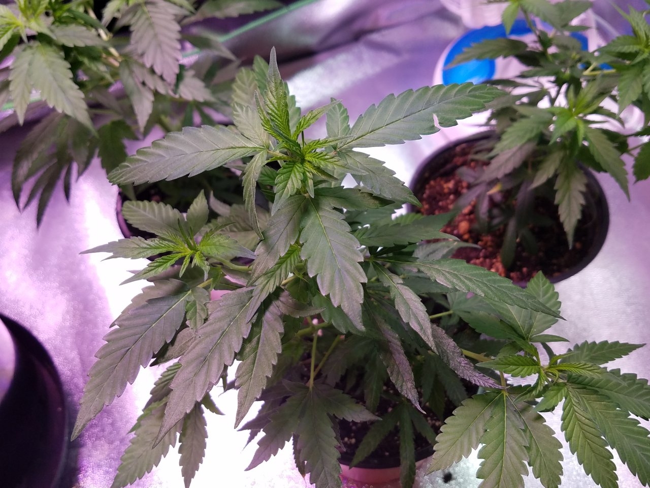 062918 Northern Lights Clones Day 38 4.jpg