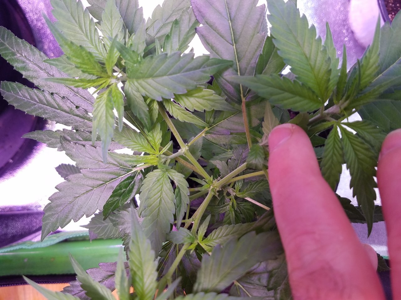 062918 Northern Lights Clones Day 38 5.jpg