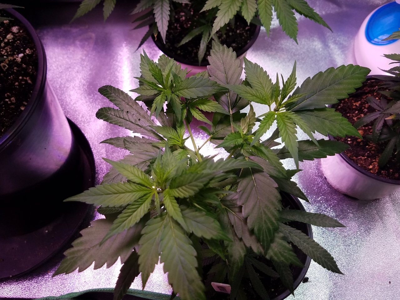 062918 Northern Lights Clones Day 38 6.jpg