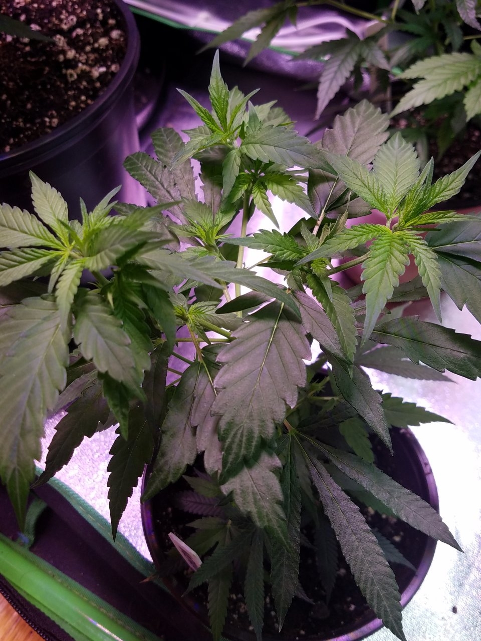 062918 Northern Lights Clones Day 38 7.jpg