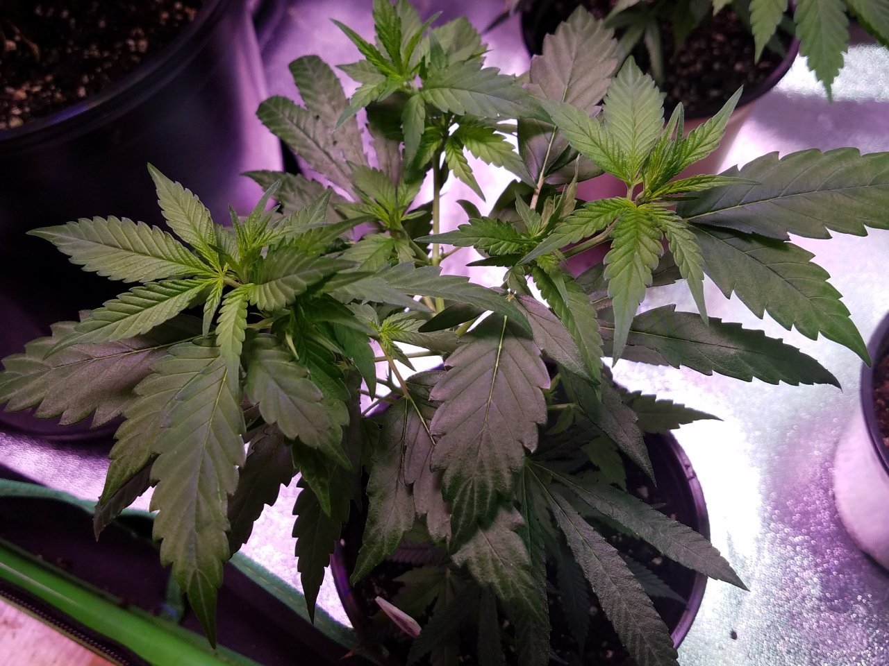 062918 Northern Lights Clones Day 38 8.jpg