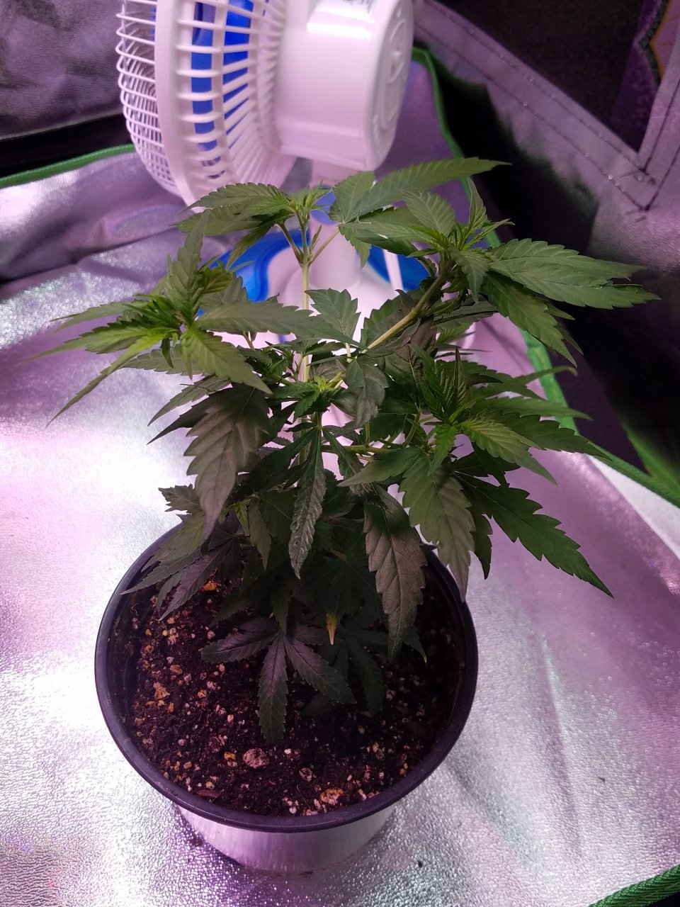 062918 Northern Lights Clones Day 38 9.jpg