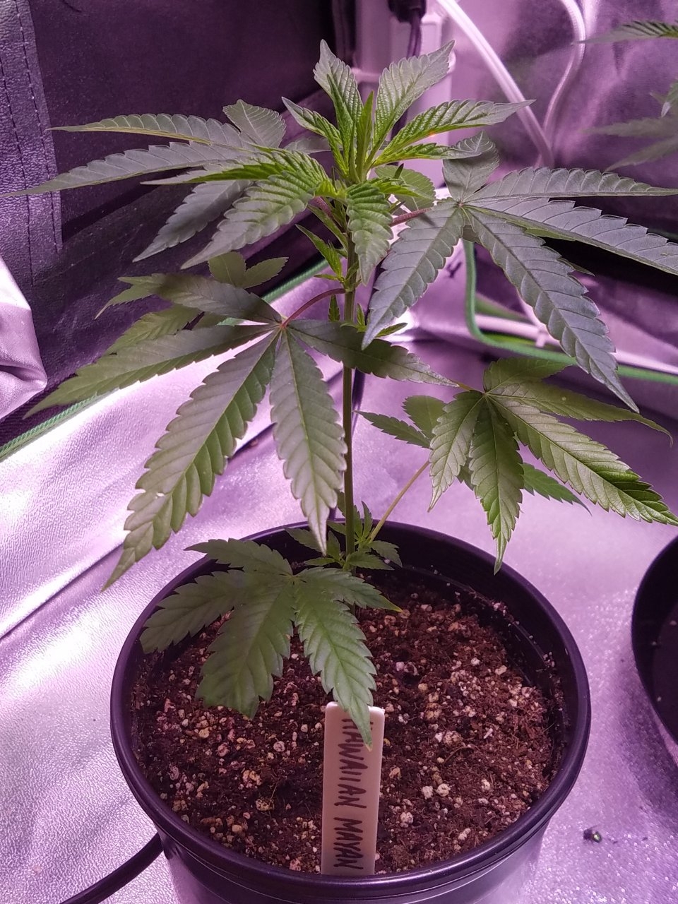 070218 Hawaiian Mayan Gold Clone Day 18 1.jpg