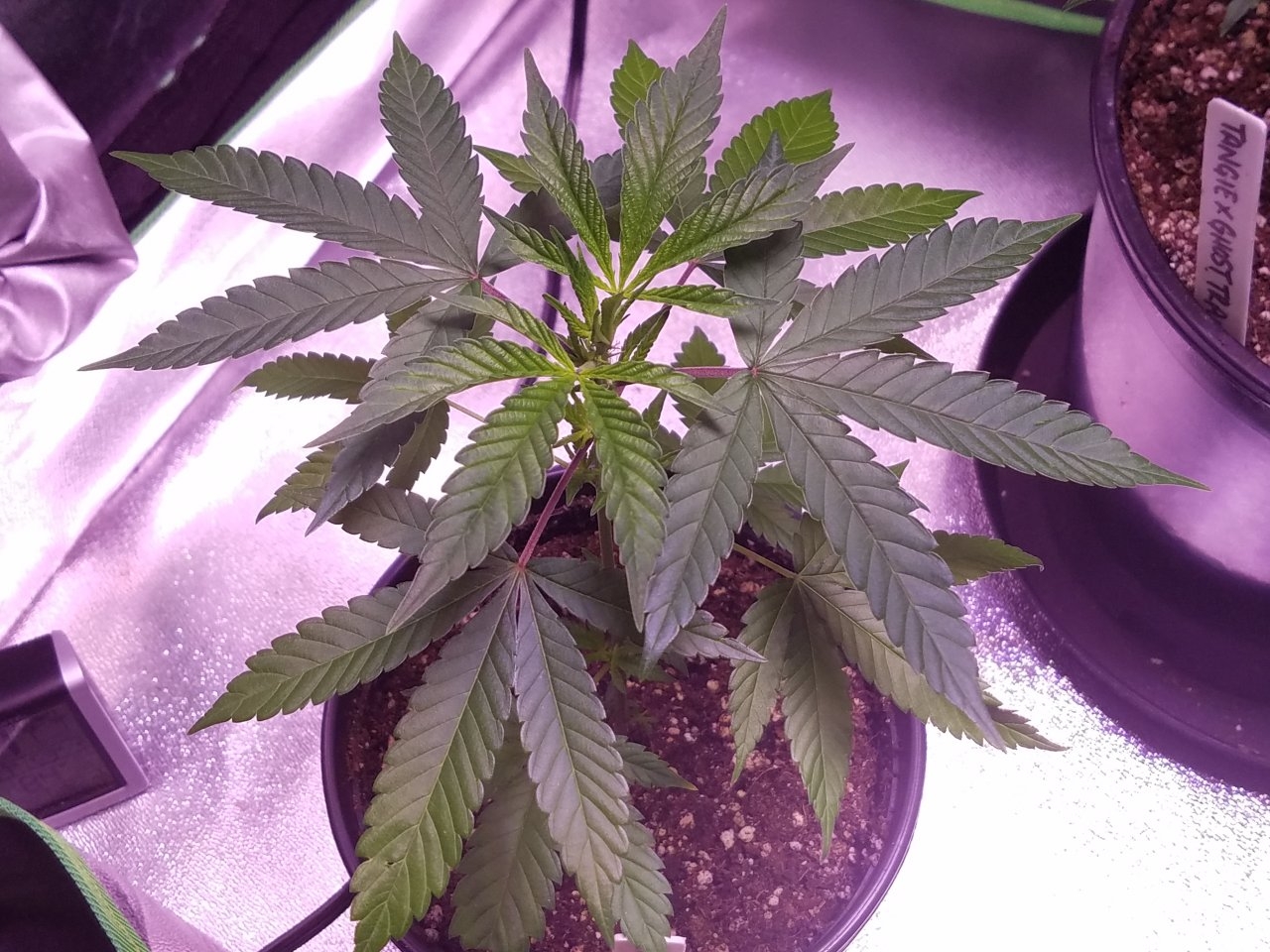 070218 Hawaiian Mayan Gold Clone Day 18 2.jpg