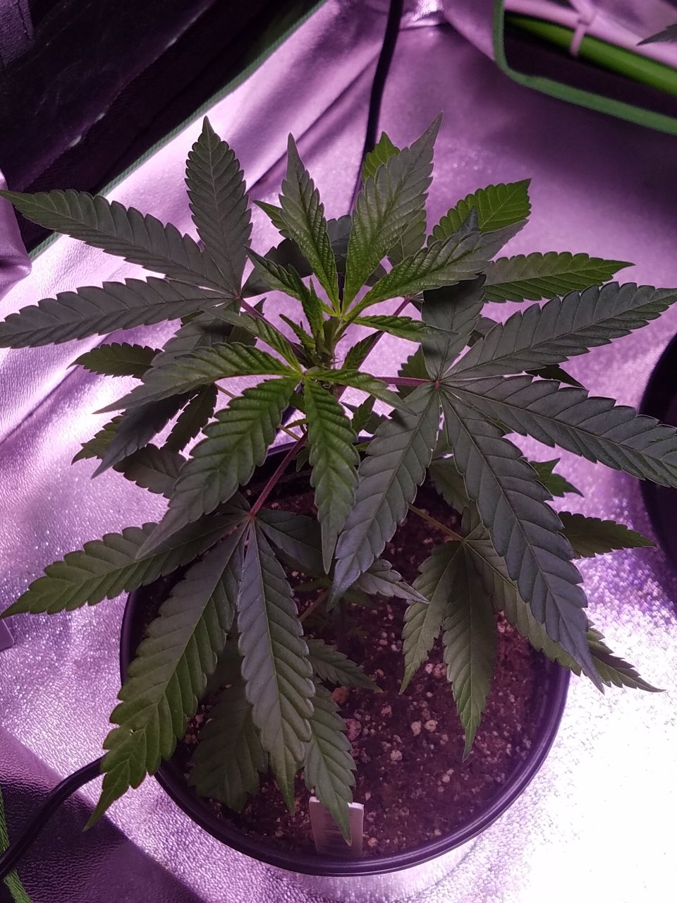 070218 Hawaiian Mayan Gold Clone Day 18 3.jpg