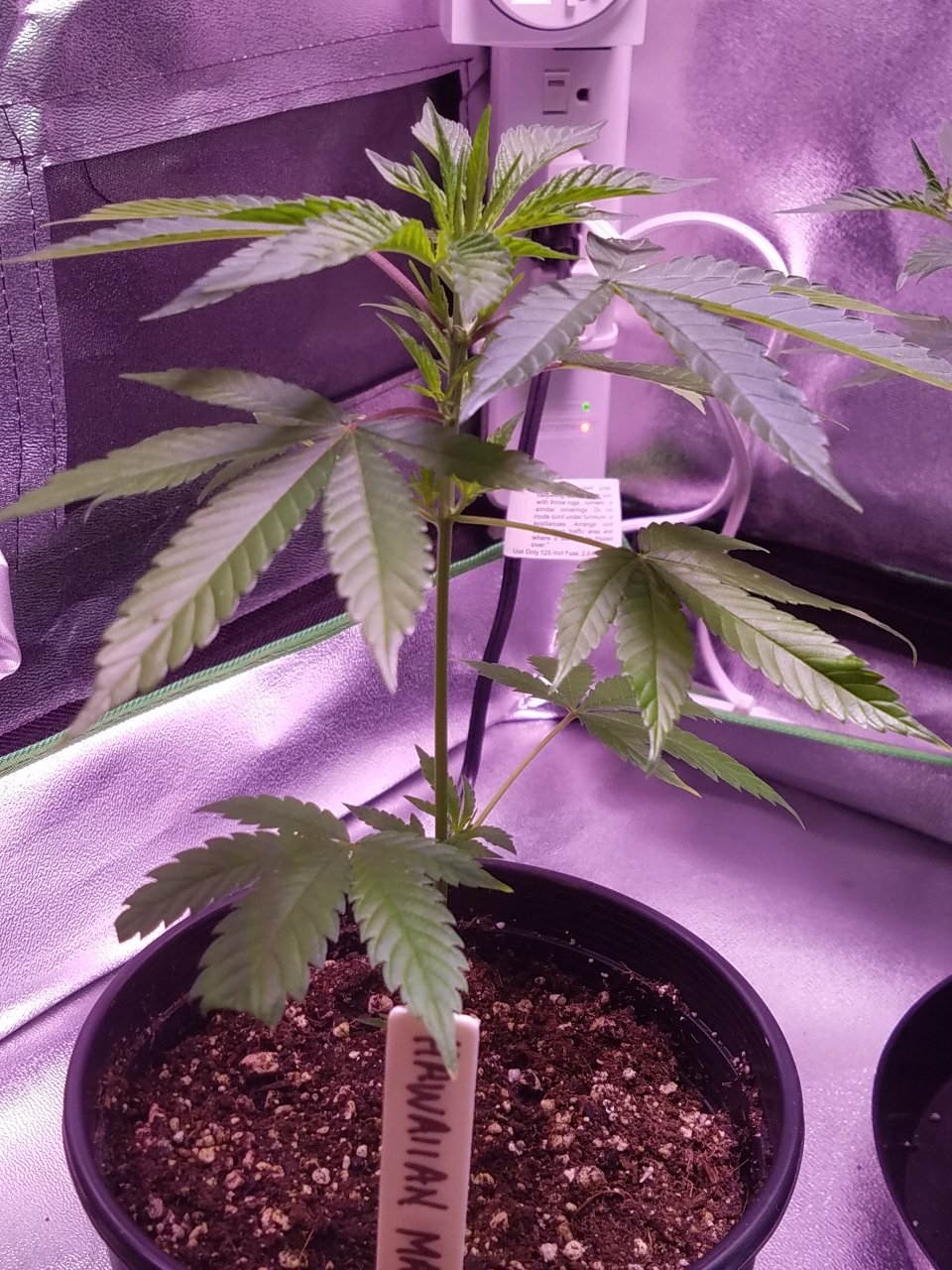 070218 Hawaiian Mayan Gold Clone Day 18 4.jpg