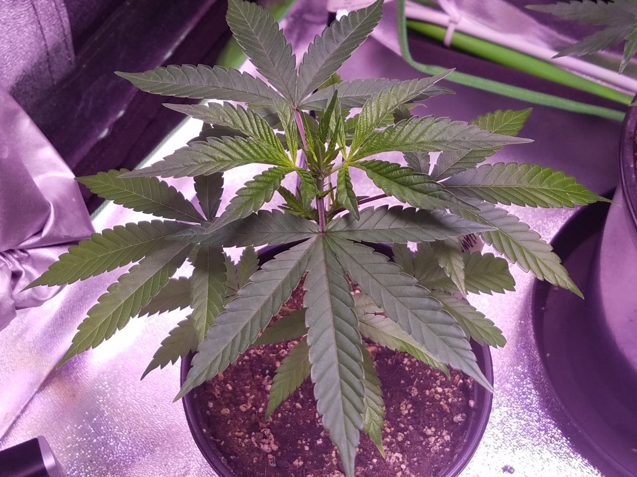 070218 Hawaiian Mayan Gold Clone Day 18 5.jpg