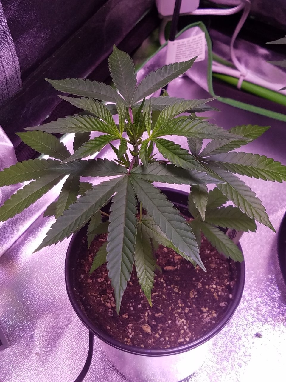 070218 Hawaiian Mayan Gold Clone Day 18 6.jpg