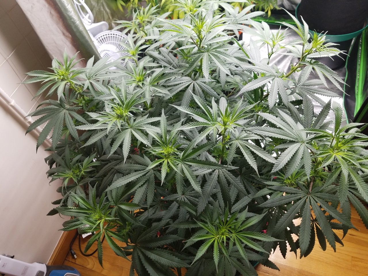 070518 Hindu Kush Flip Day 5 1.jpg