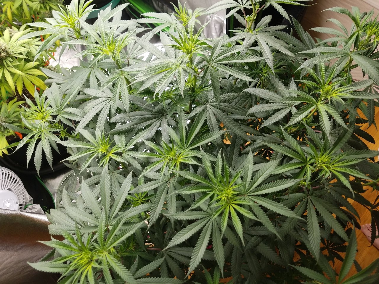 070518 Hindu Kush Flip Day 5 10.jpg