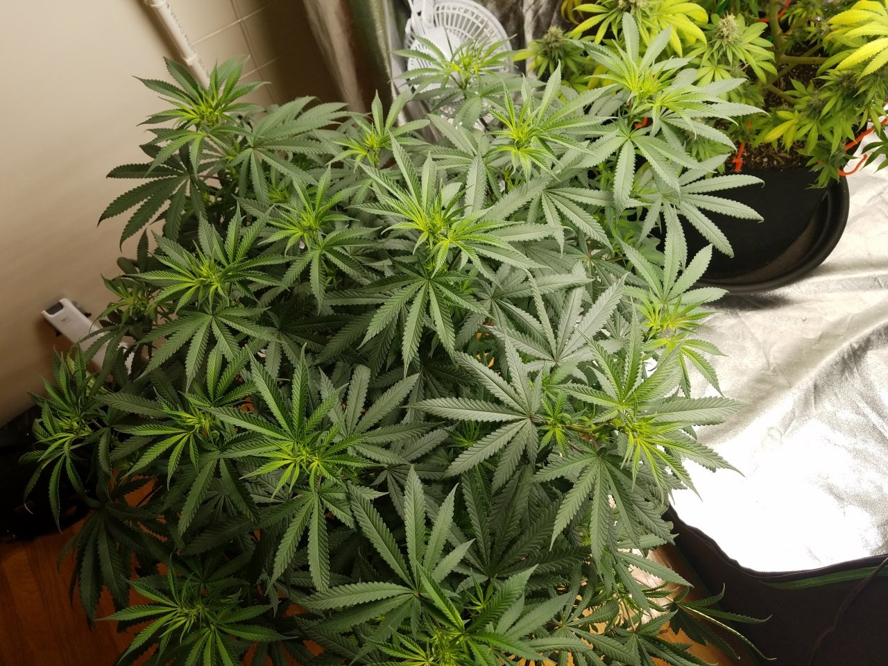 070518 Hindu Kush Flip Day 5 3.jpg