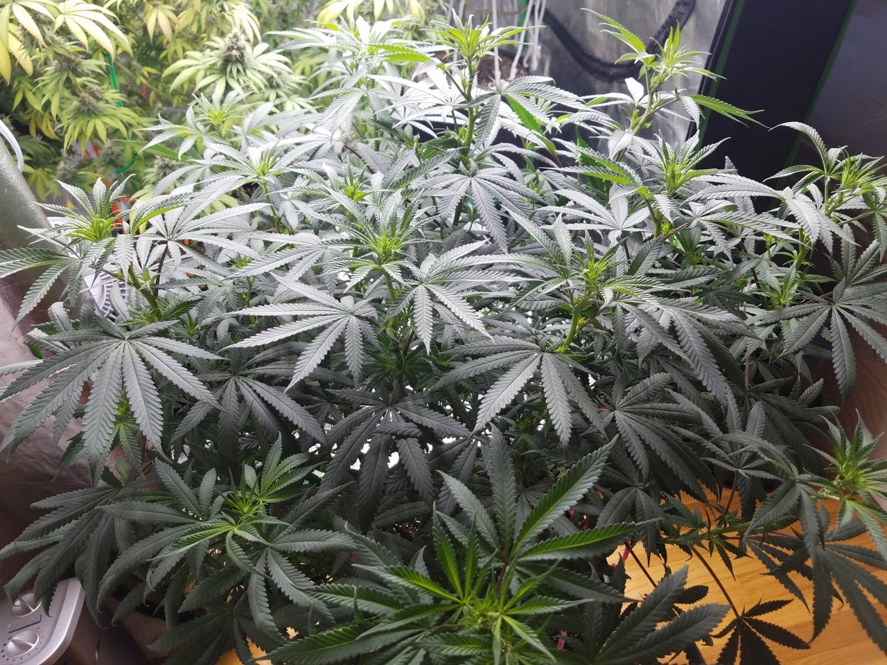 070518 Hindu Kush Flip Day 5 9.jpg