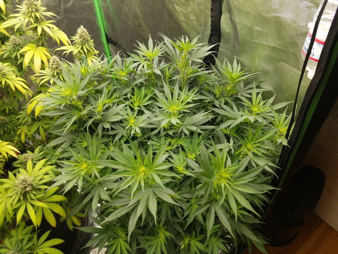 070518 White Widow Flip Day 9 Day 1 With Hairs 2.jpg