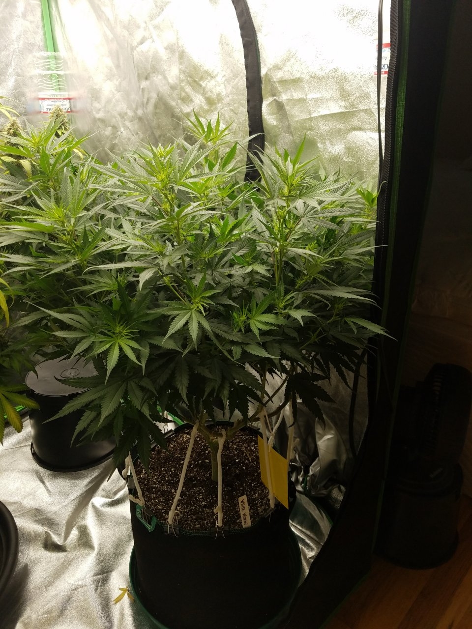 070518 White Widow Flip Day 9 Day 1 With Hairs 5.jpg