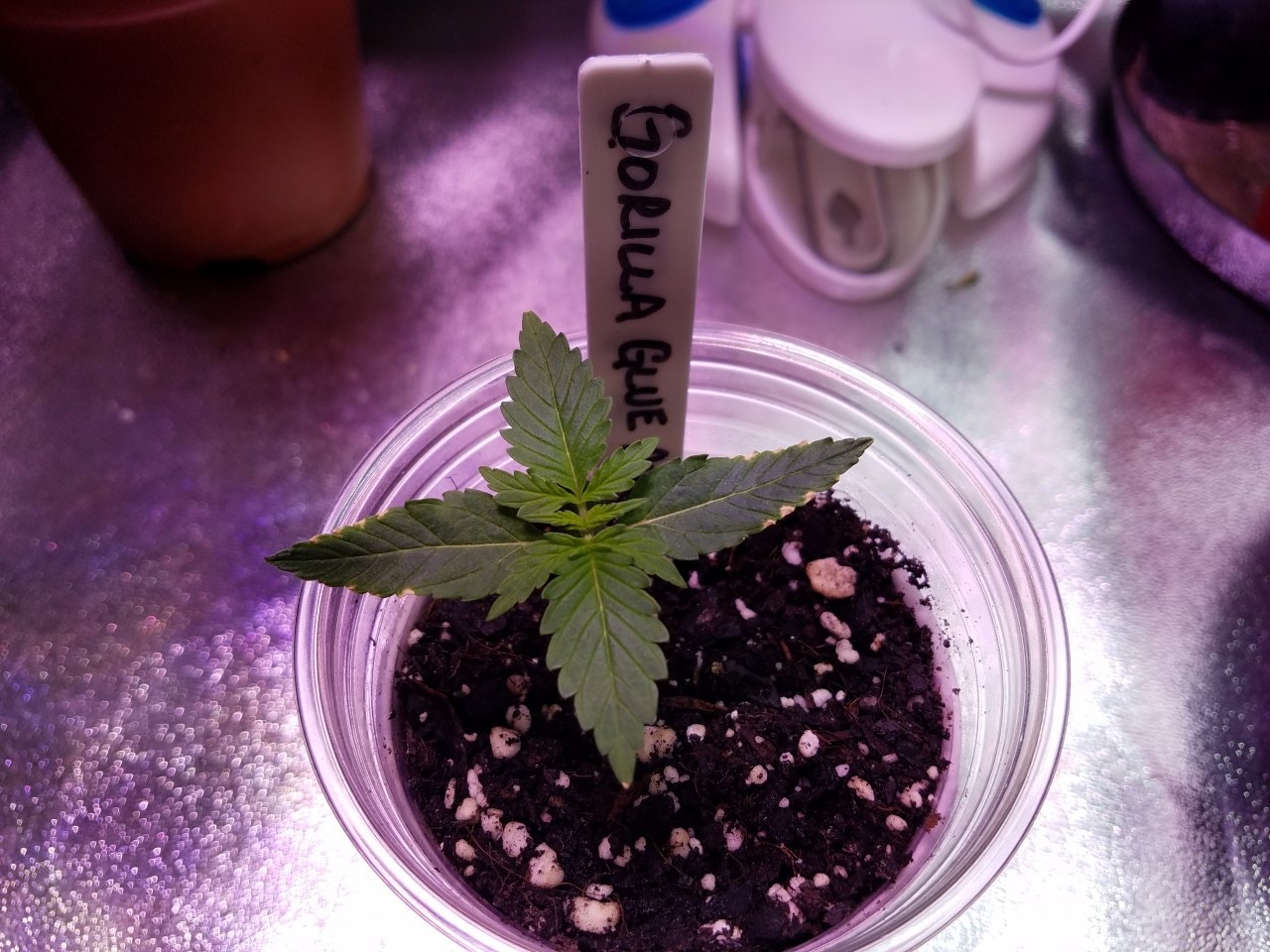 071618 Gorilla Glue Auto Day 8 1.jpg