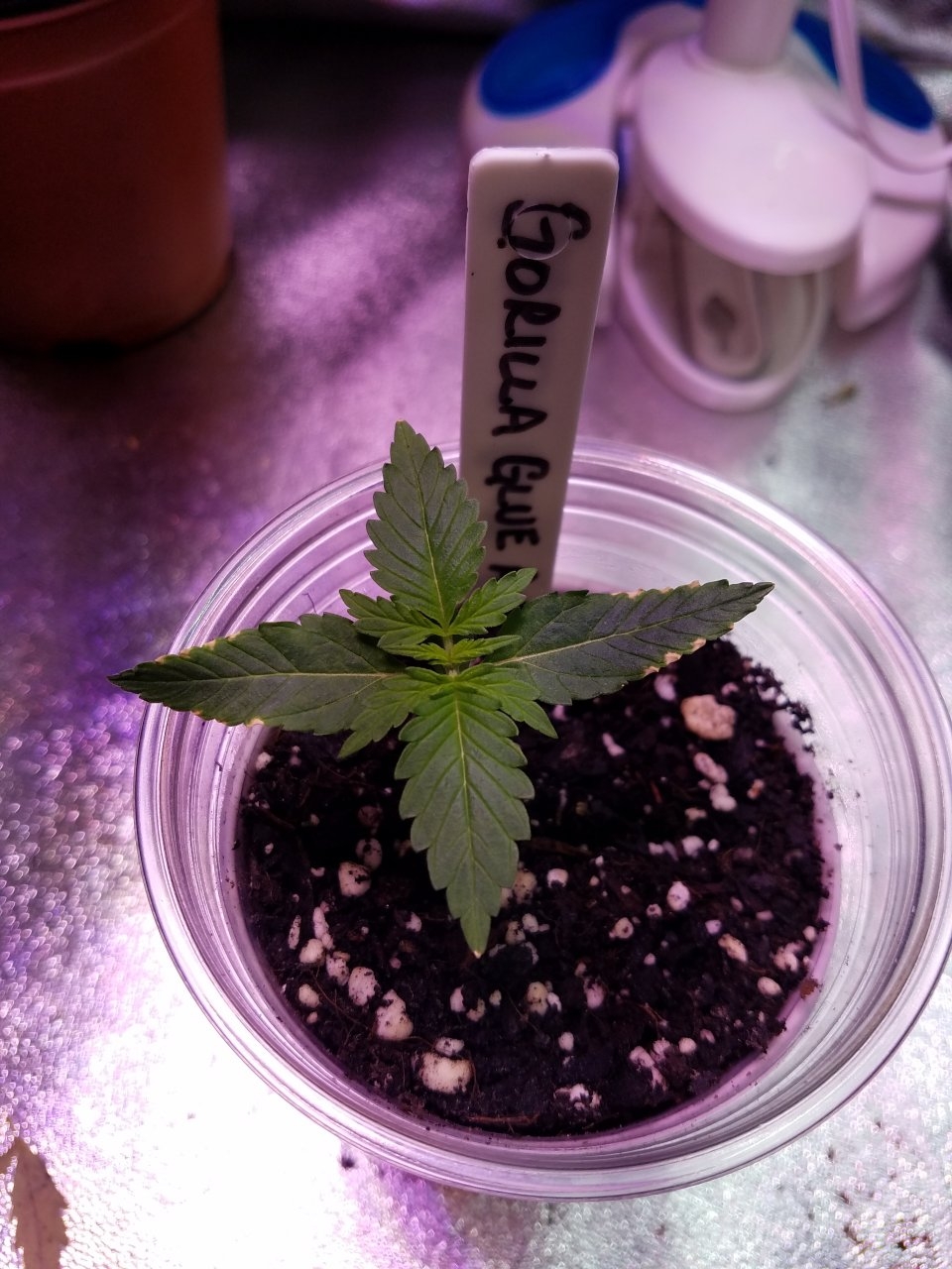 071618 Gorilla Glue Auto Day 8 2.jpg