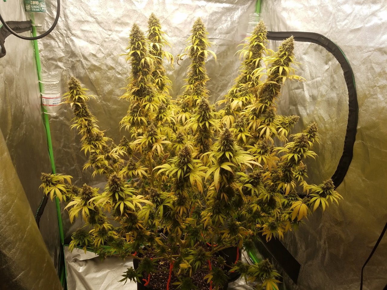 071718 Northern Lights Flip Day 60 Day 52 With Hairs 4.jpg