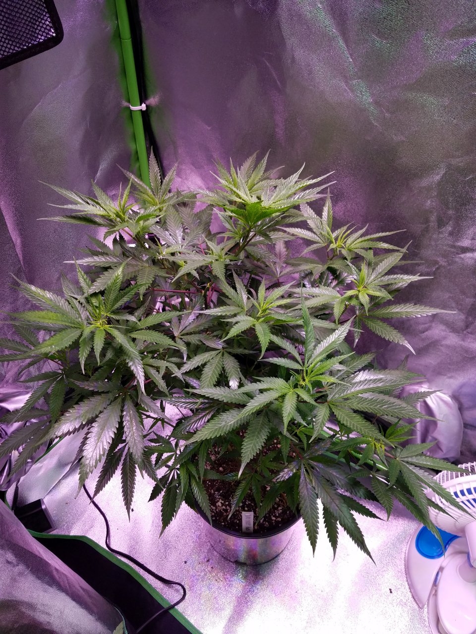 071818 Black Cherry Punch Clone Day 69 1.jpg