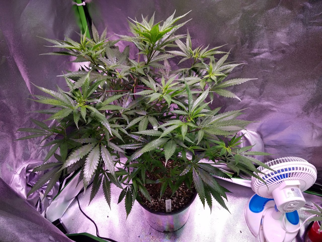 071818 Black Cherry Punch Clone Day 69 2.jpg