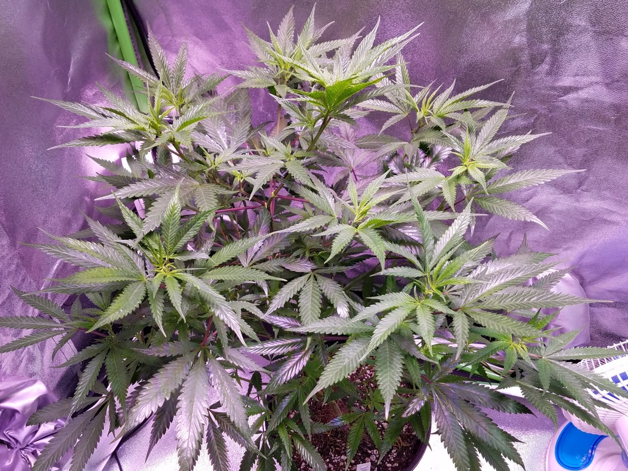 071818 Black Cherry Punch Clone Day 69 3.jpg