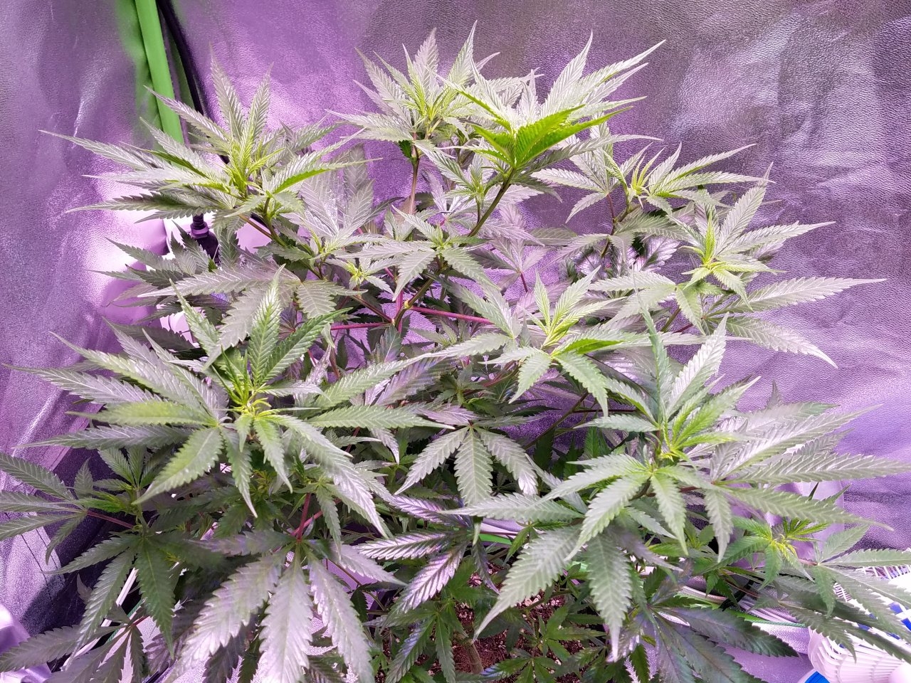 071818 Black Cherry Punch Clone Day 69 4.jpg