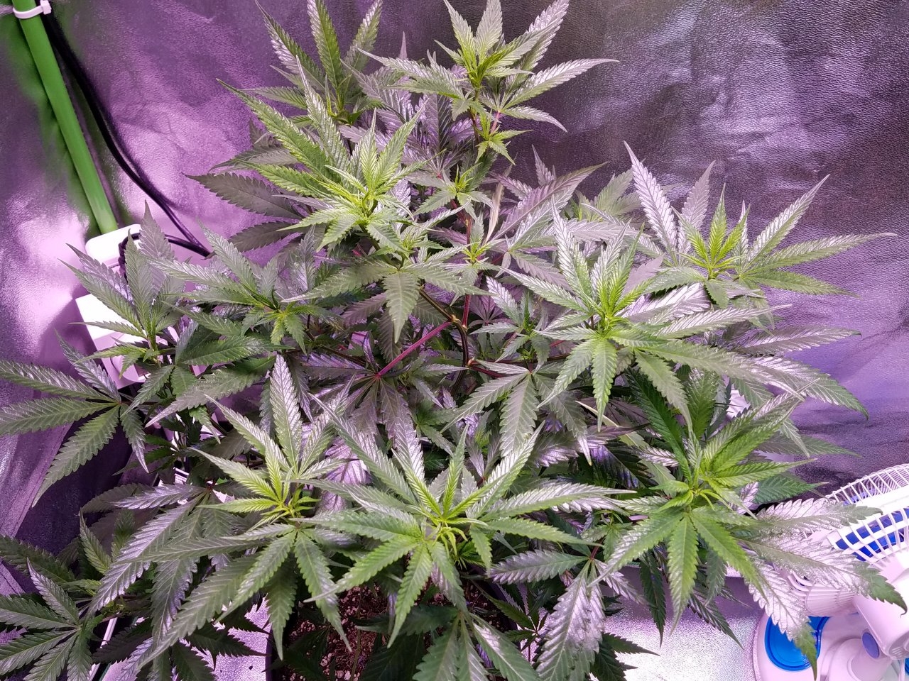 071818 Black Cherry Punch Clone Day 69 5.jpg