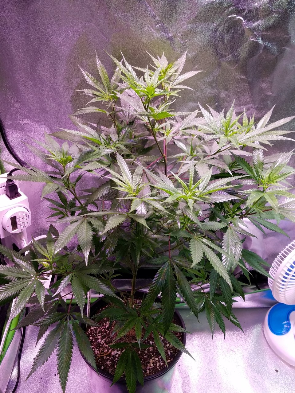 071818 Black Cherry Punch Clone Day 69 6.jpg