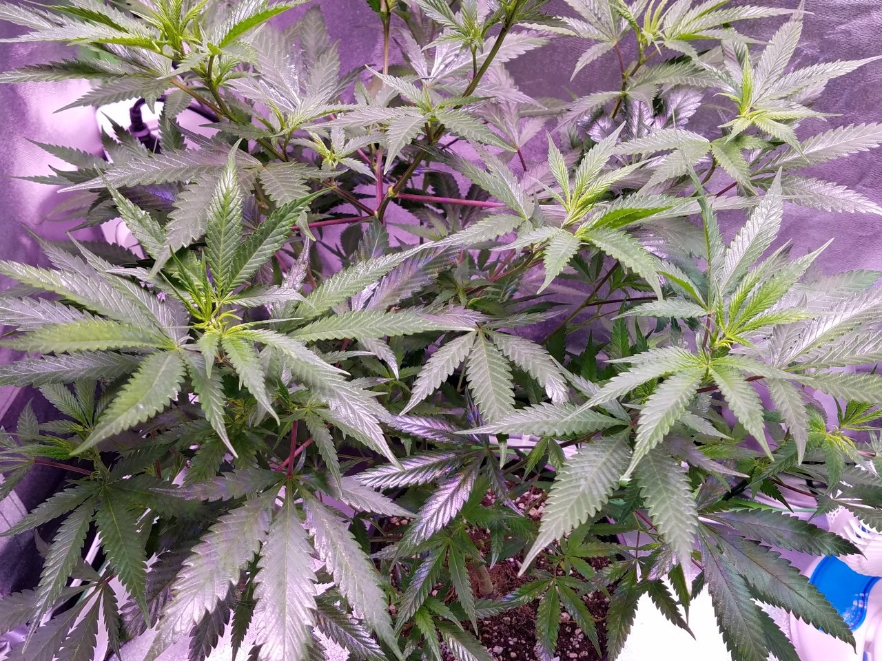 071818 Black Cherry Punch Clone Day 69 7.jpg