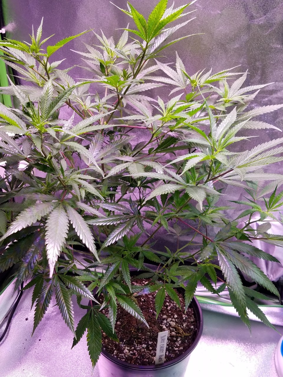 071818 Black Cherry Punch Clone Day 69 8.jpg