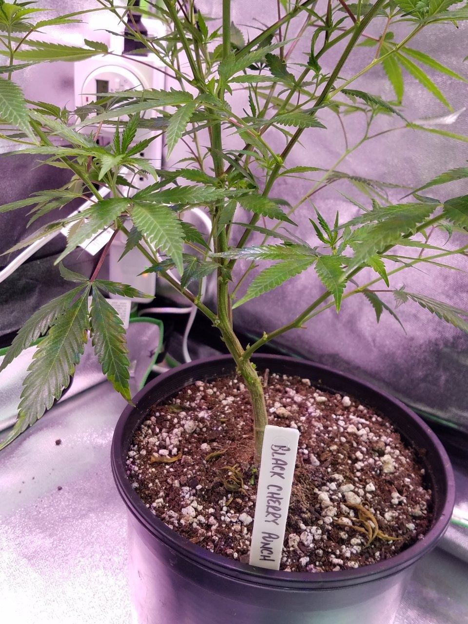 071818 Black Cherry Punch Clone Day 69 9.jpg