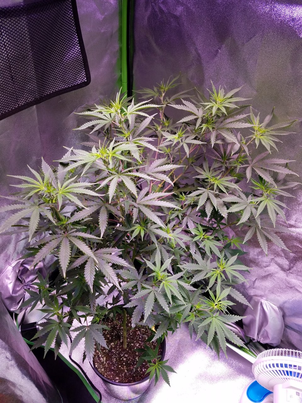 071818 Tangie x Ghost Train Haze  Clone Day 69 1.jpg