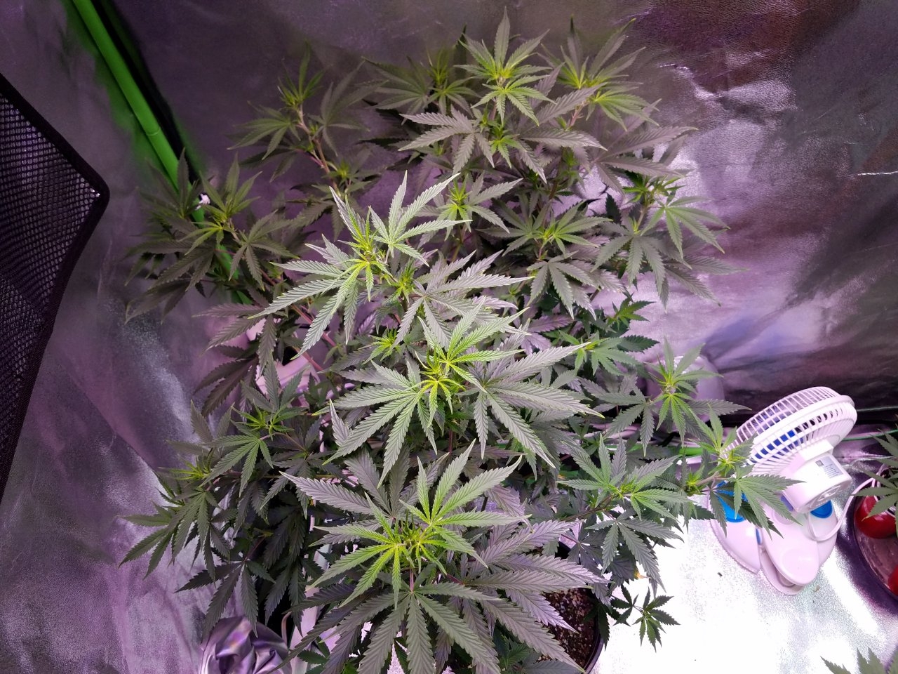 071818 Tangie x Ghost Train Haze  Clone Day 69 2.jpg