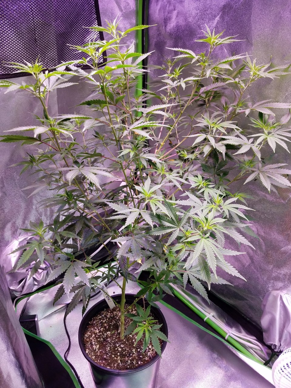 071818 Tangie x Ghost Train Haze  Clone Day 69 3.jpg