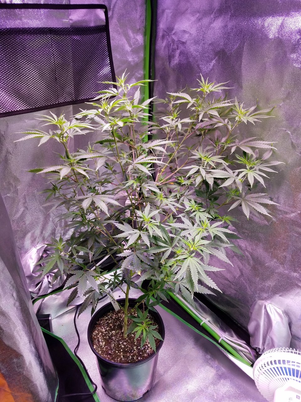 071818 Tangie x Ghost Train Haze  Clone Day 69 4.jpg