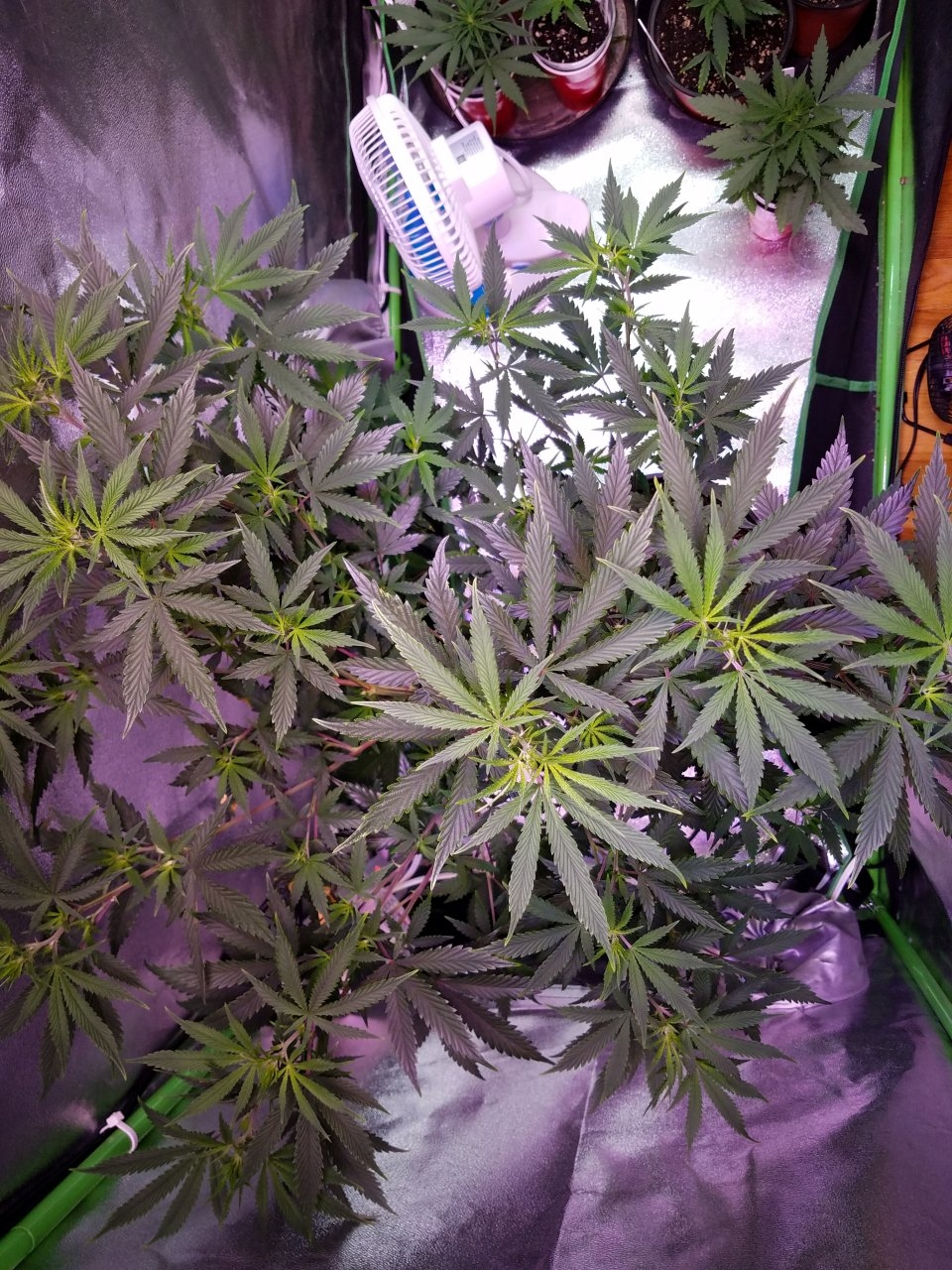 071818 Tangie x Ghost Train Haze  Clone Day 69 5.jpg