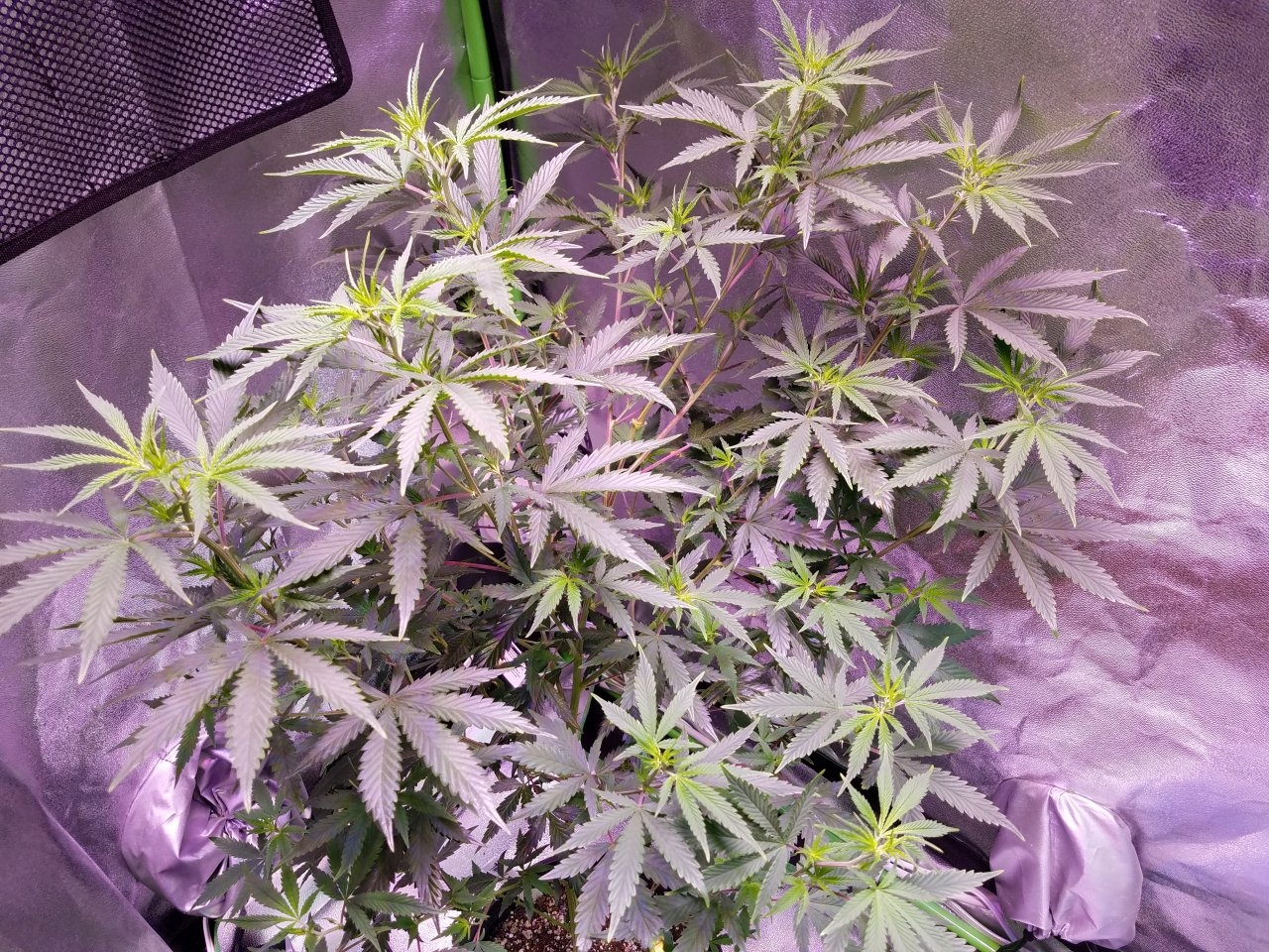 071818 Tangie x Ghost Train Haze  Clone Day 69 7.jpg