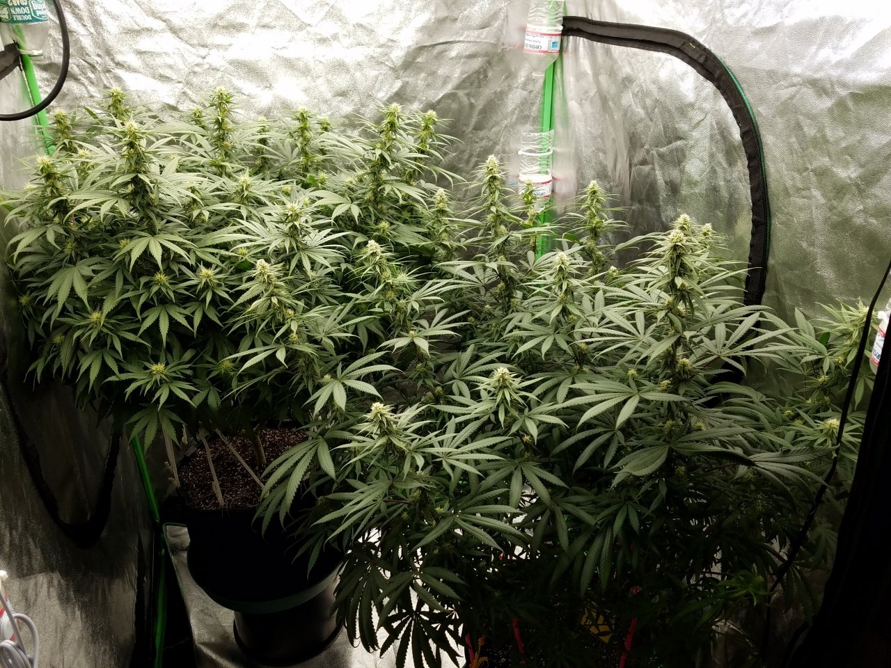 072118 Hindu Kush Flip Day 21 Day 11 With Hairs 1.jpg