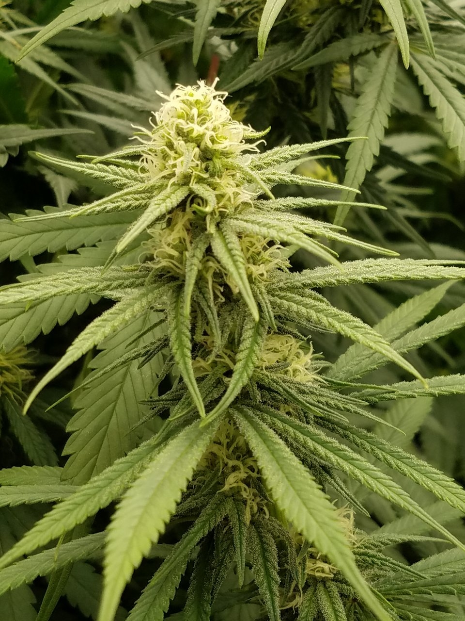 072118 Hindu Kush Flip Day 21 Day 11 With Hairs 11.jpg