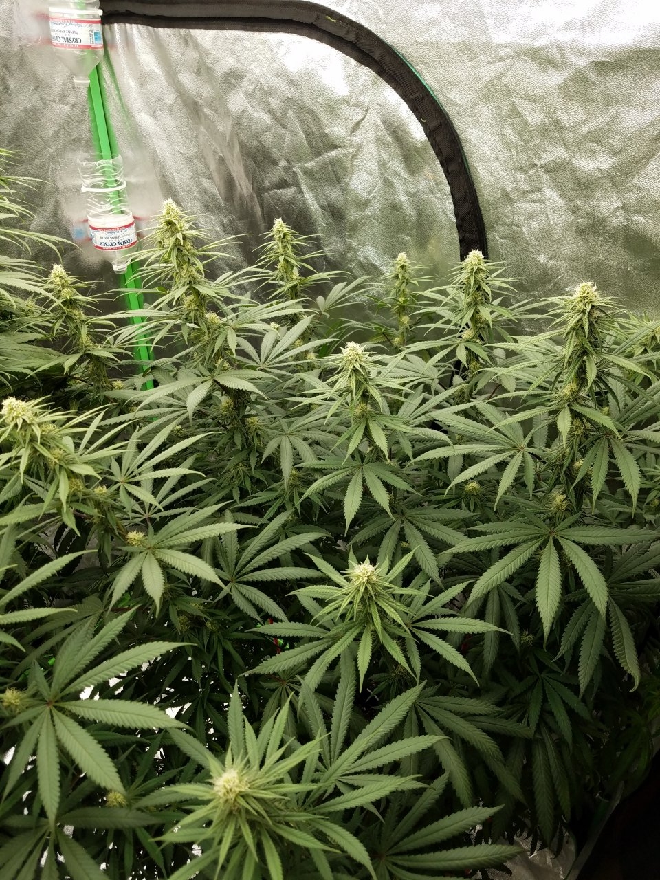 072118 Hindu Kush Flip Day 21 Day 11 With Hairs 3.jpg