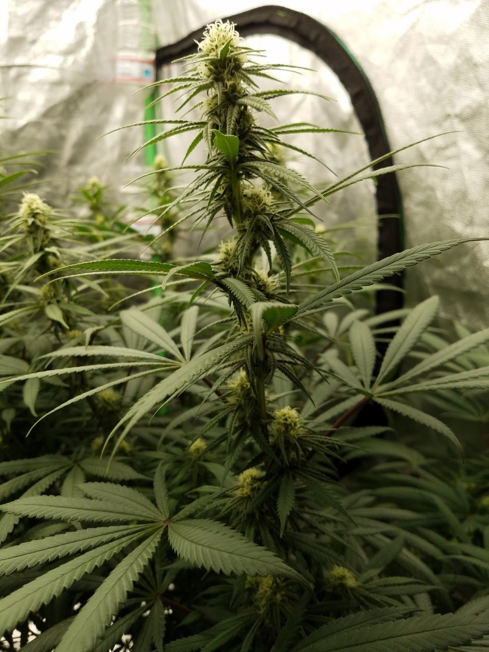 072118 Hindu Kush Flip Day 21 Day 11 With Hairs 5.jpg