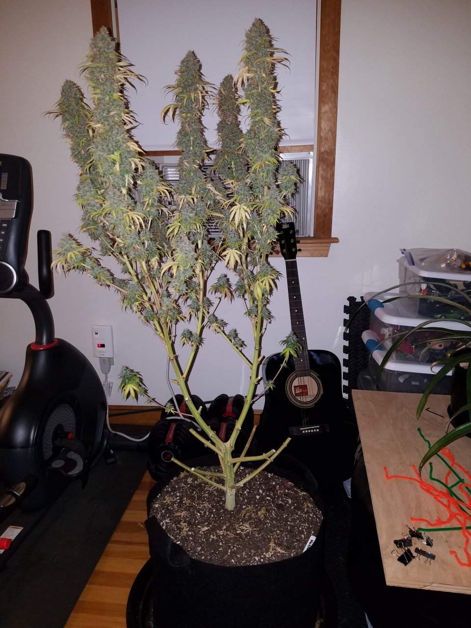 072118 Northern Lights Harvest Day 64 Day 56 With Hairs 10.jpg