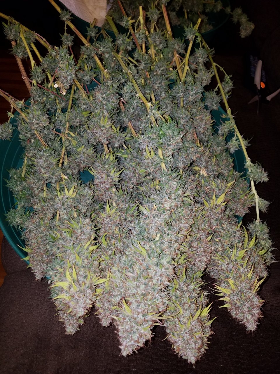 072118 Northern Lights Harvest Day 64 Day 56 With Hairs 11.jpg