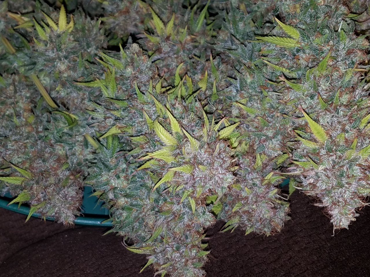 072118 Northern Lights Harvest Day 64 Day 56 With Hairs 13.jpg