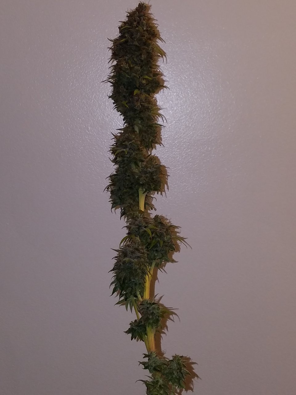 072118 Northern Lights Harvest Day 64 Day 56 With Hairs 15.jpg