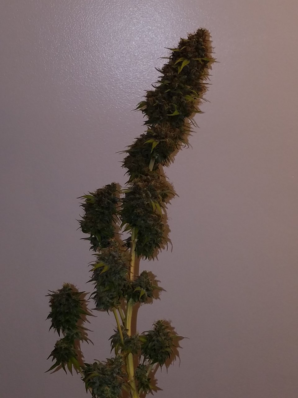 072118 Northern Lights Harvest Day 64 Day 56 With Hairs 16.jpg