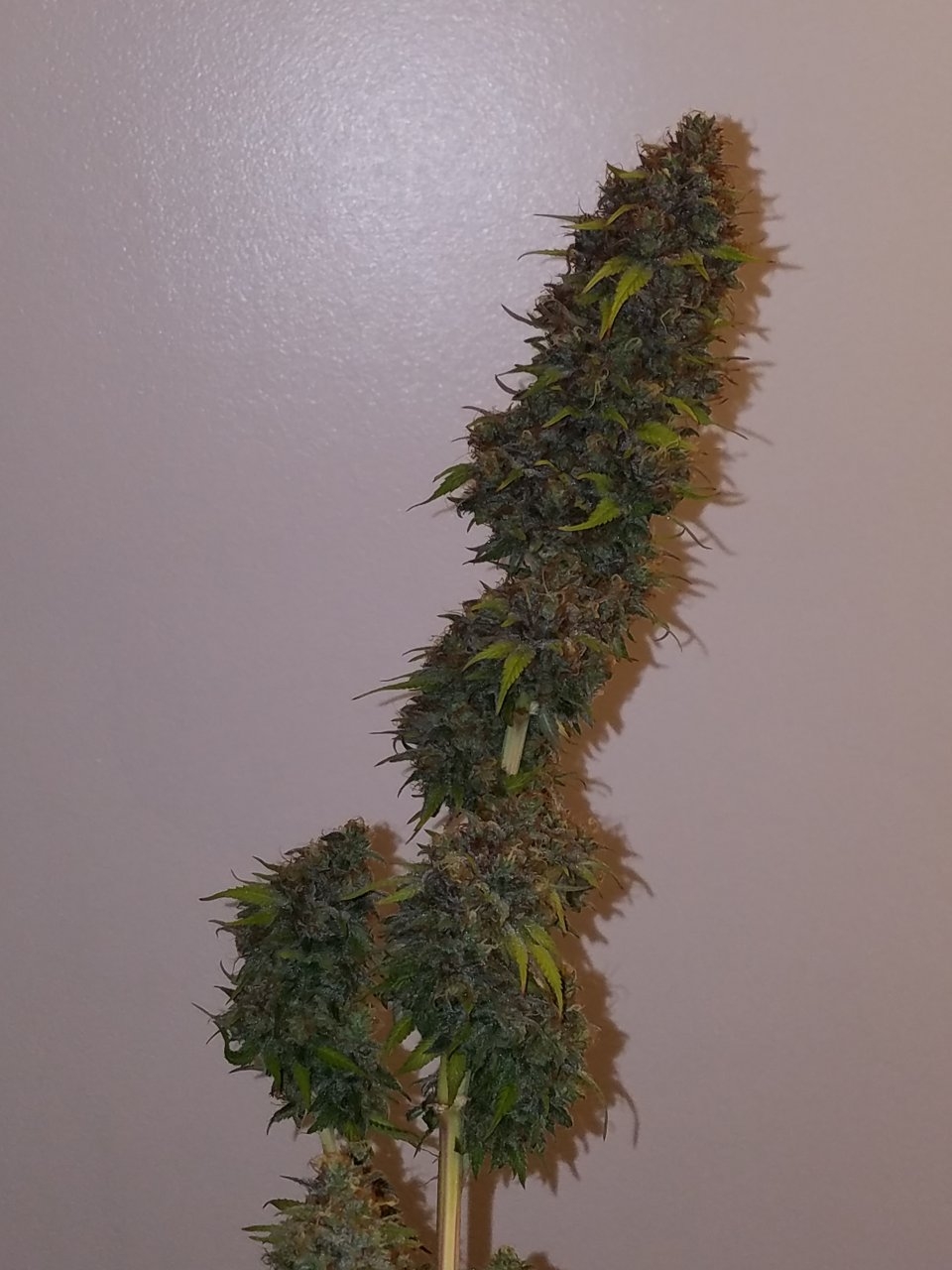 072118 Northern Lights Harvest Day 64 Day 56 With Hairs 17.jpg